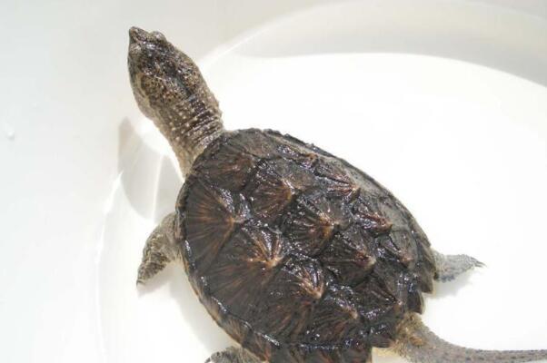 十大最受欢迎的宠物龟：巴西红耳龟排第一，红腿陆龟入榜