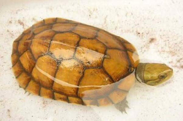 十大最受欢迎的宠物龟：巴西红耳龟排第一，红腿陆龟入榜