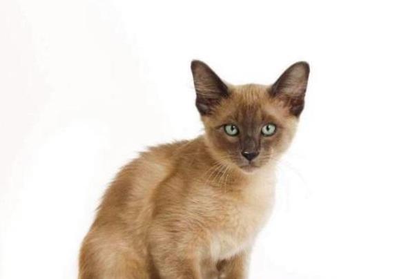最可爱的十种猫排行：第一名暹罗猫，第三名性格甜美