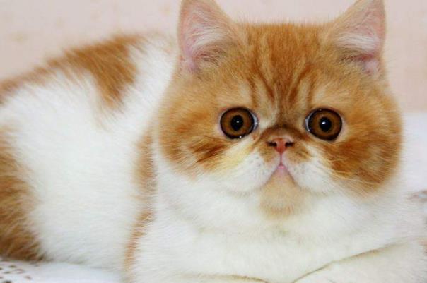 最可爱的十种猫排行：第一名暹罗猫，第三名性格甜美