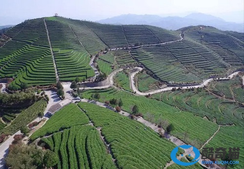 中国最美的十大茶园在哪里，第一是称之“茶叶之母”的云上茶园，羊岩茶场上榜