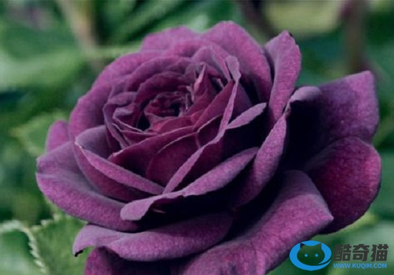 世界上十大最贵玫瑰花品种排名：第一是价值300万英的朱丽叶，绿光上榜
