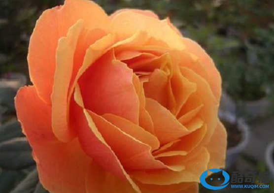 世界上十大最贵玫瑰花品种排名：第一是价值300万英的朱丽叶，绿光上榜