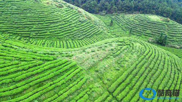 中国最美的十大茶园在哪里，第一是称之“茶叶之母”的云上茶园，羊岩茶场上榜