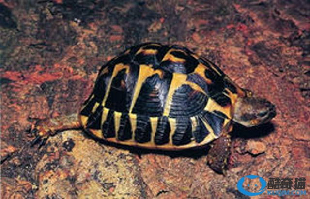 世界十大陆地龟排行榜：第一可活200年，辐射龟排第五