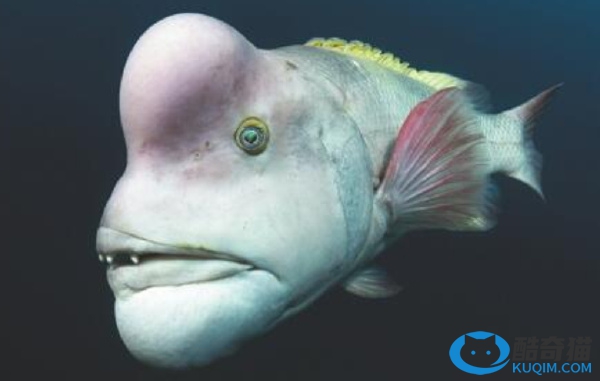 世界上十种最丑的鱼排行榜：水滴鱼排第一，白令狼鱼第二