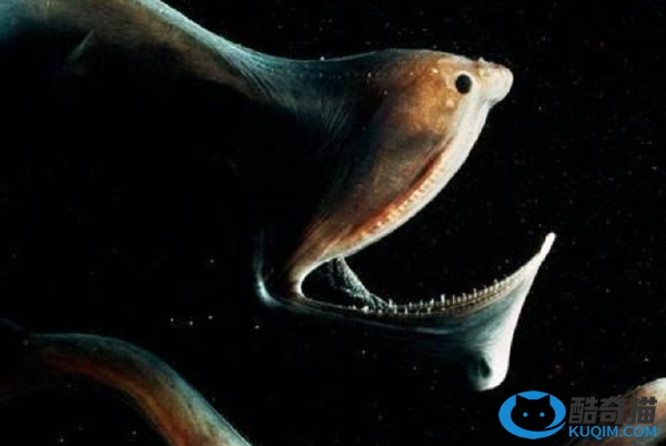 世界上十种最丑的鱼排行榜：水滴鱼排第一，白令狼鱼第二