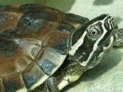 最容易暴毙的龟排名：马来龟排名第一，豹纹陆龟上榜