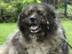 俄罗斯十大名犬排行：榜首体型最大，二哈上榜