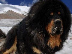 世界十大最危险猛犬：第一藏獒起源于我国西藏，第八喜欢独来独往