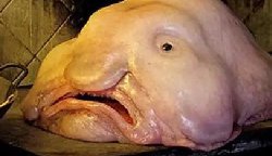 世界上八大最丑的动物排行：第一称为全世界表情最忧伤，疣猪上榜