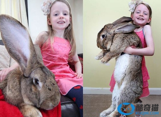 世界上最大的兔子“大流士”重达45斤，一年吃掉4320根胡萝卜